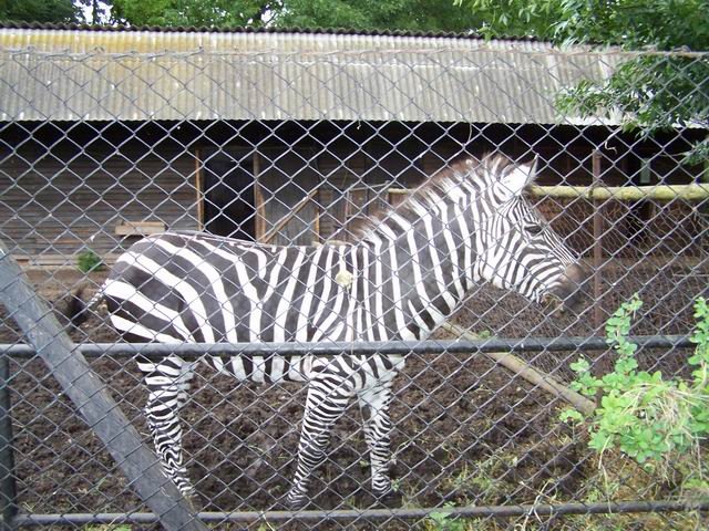photo11.jpg